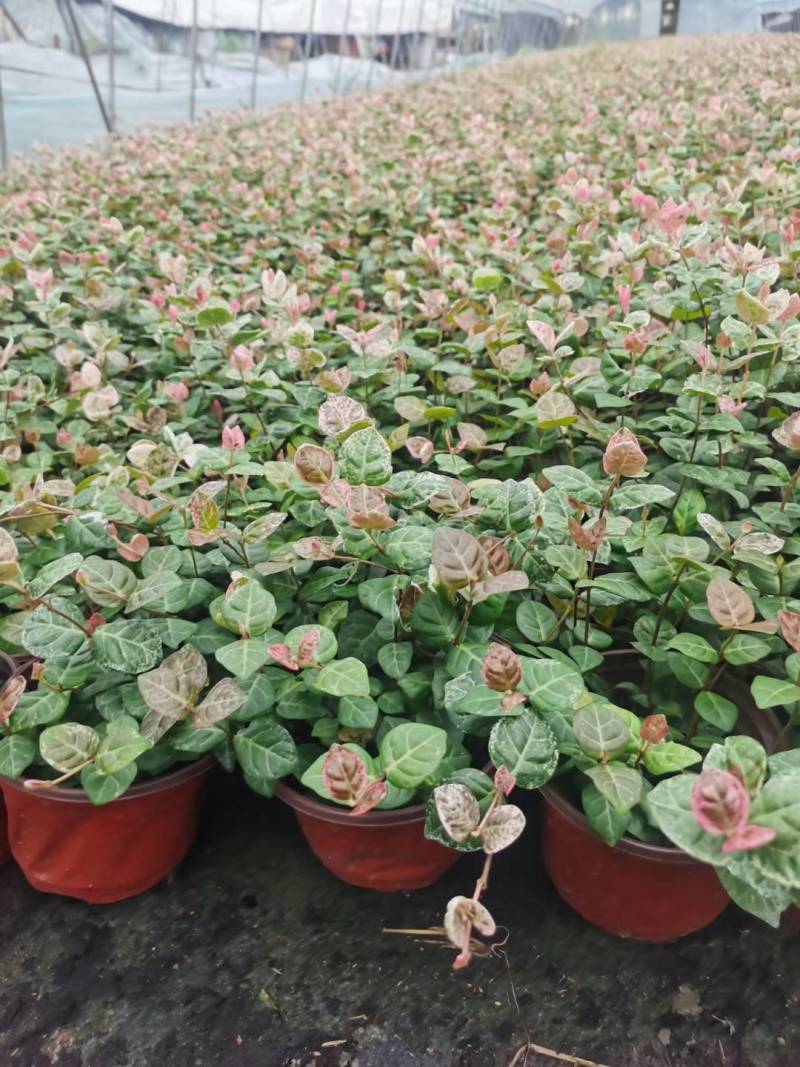 花叶络石/花叶蔓基地常年大量供应