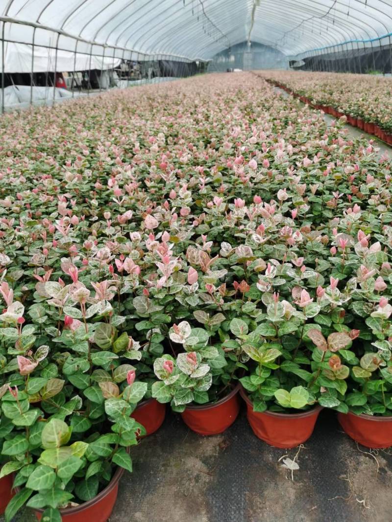 花叶络石/花叶蔓基地常年大量供应