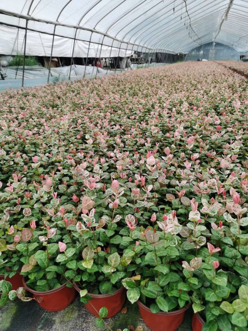 花叶络石/花叶蔓基地常年大量供应