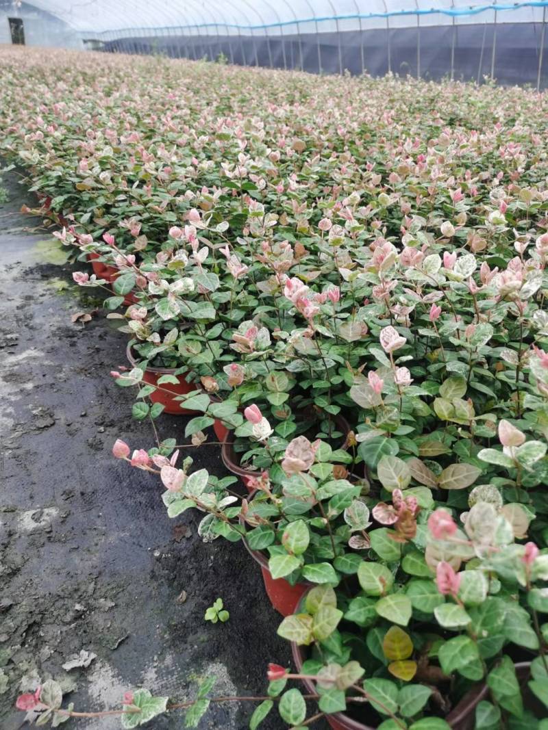 花叶络石/花叶蔓基地常年大量供应