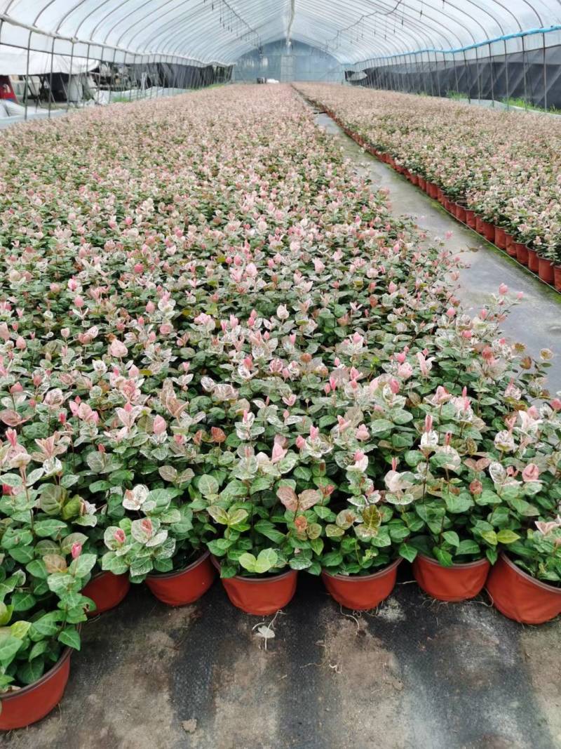 花叶络石/花叶蔓基地常年大量供应
