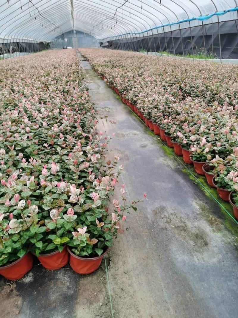 花叶络石/花叶蔓基地常年大量供应