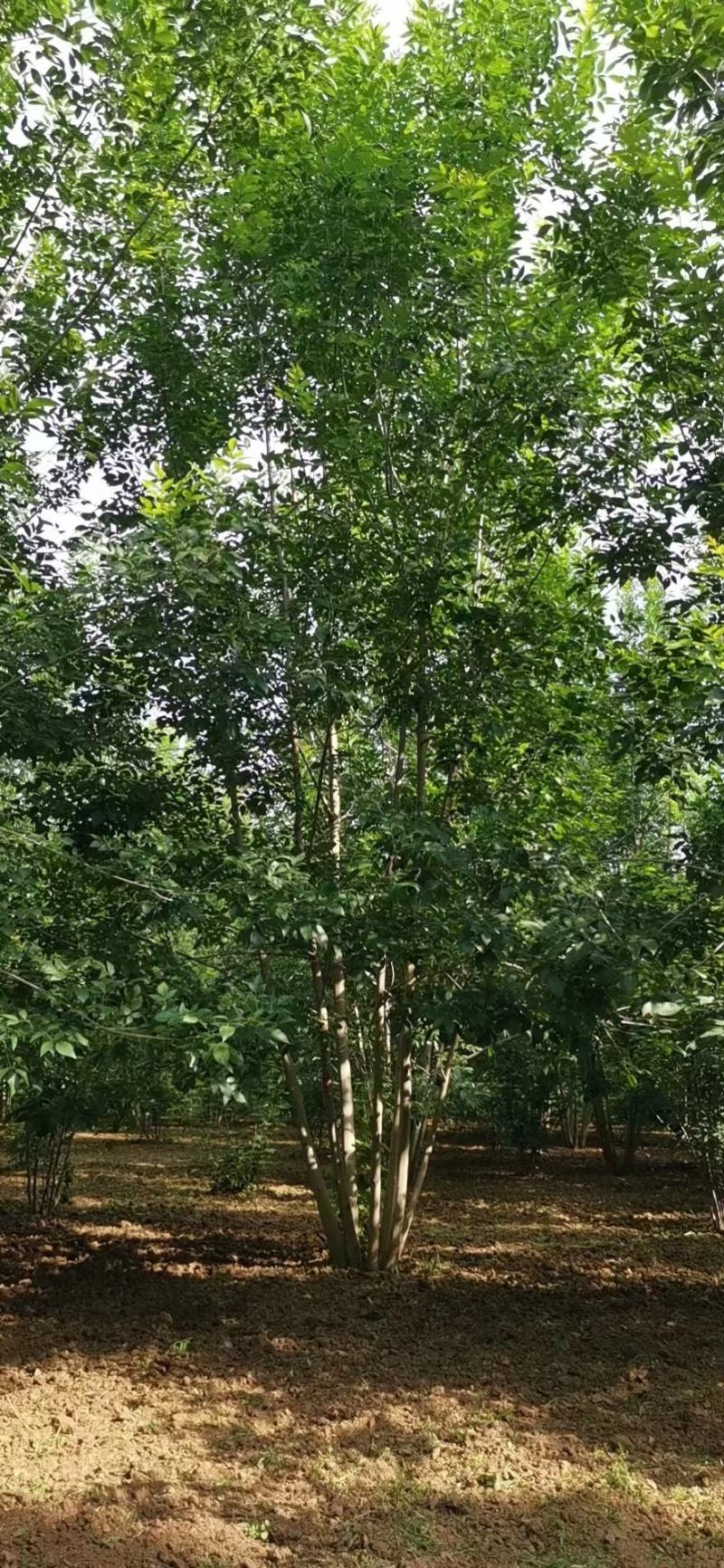 苗圃出售6/10米高精品丛生白蜡，现挖现发，诚信经营