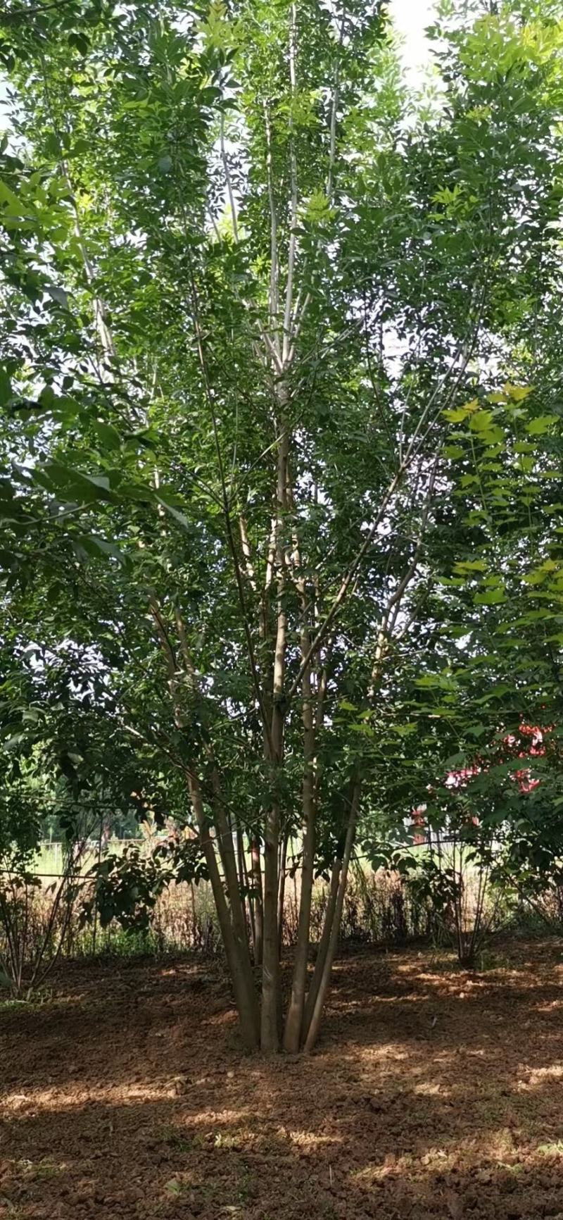 苗圃出售6/10米高精品丛生白蜡，现挖现发，诚信经营