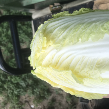 精品娃娃菜