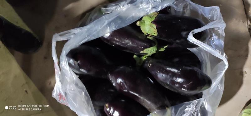 河南省夏邑县大棚黑茄王，农户一手货源，大量有货