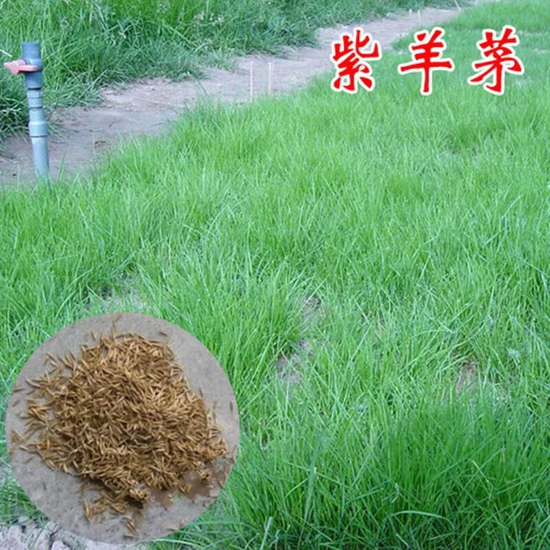 紫羊茅草种四季青草坪种子不修剪草籽草皮庭院矮绿化耐寒护坡