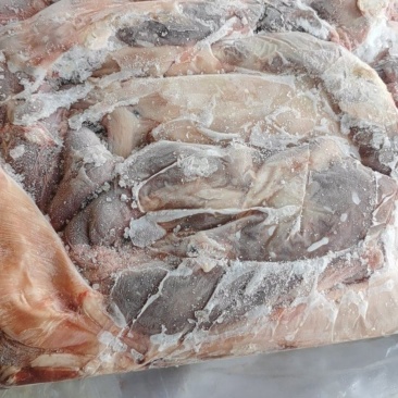 护心肉母猪专业生产厂家可以定做可以长期稳定供应
