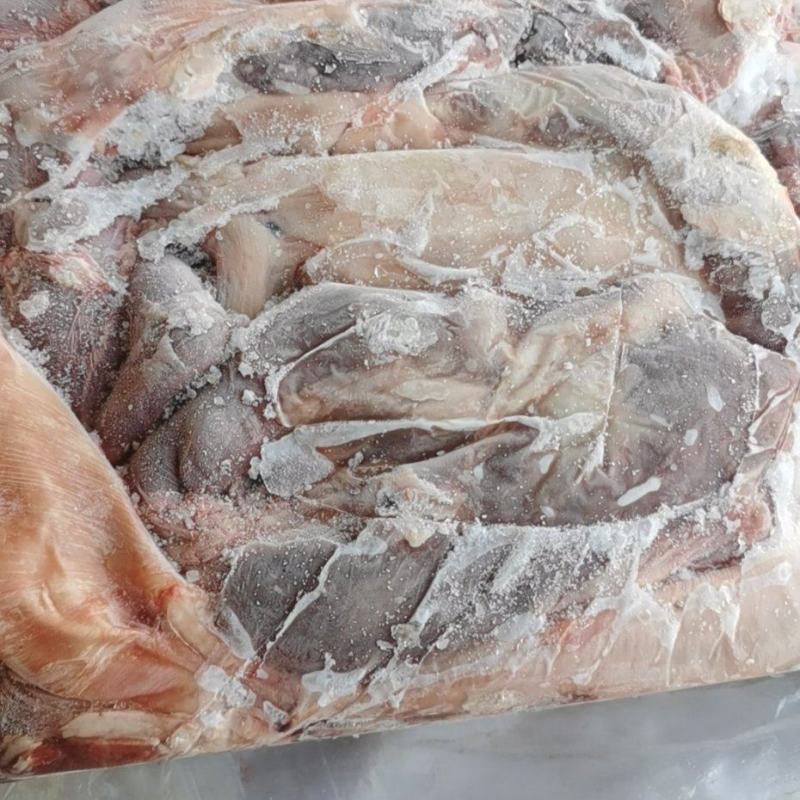 护心肉母猪专业生产厂家可以定做可以长期稳定供应