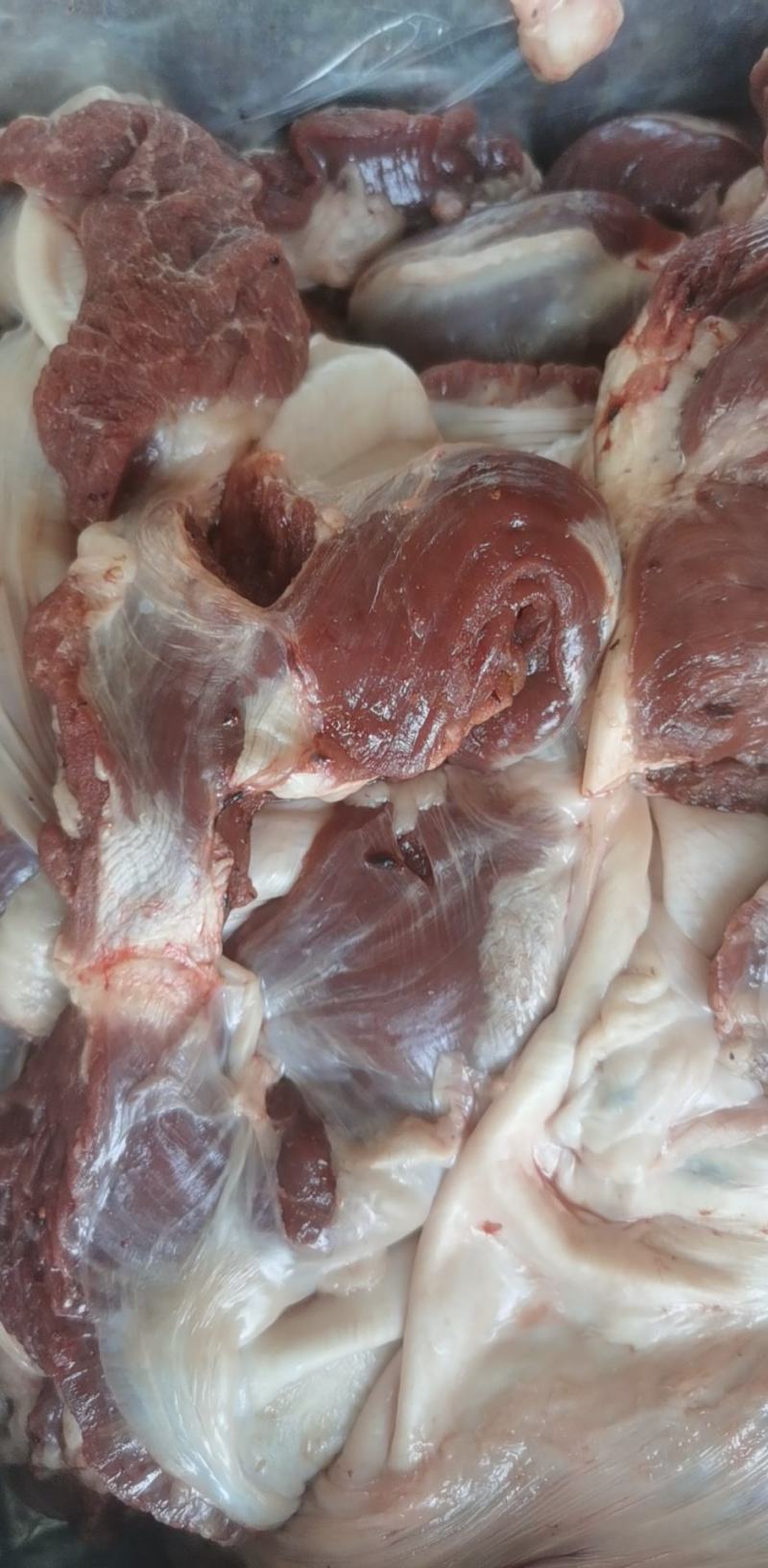 护心肉母猪专业生产厂家可以定做可以长期稳定供应