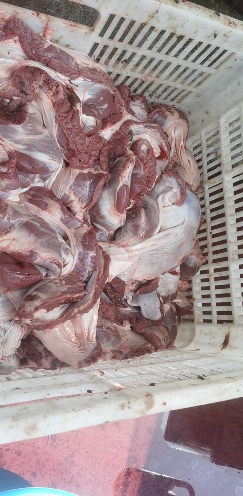 护心肉母猪专业生产厂家可以定做可以长期稳定供应