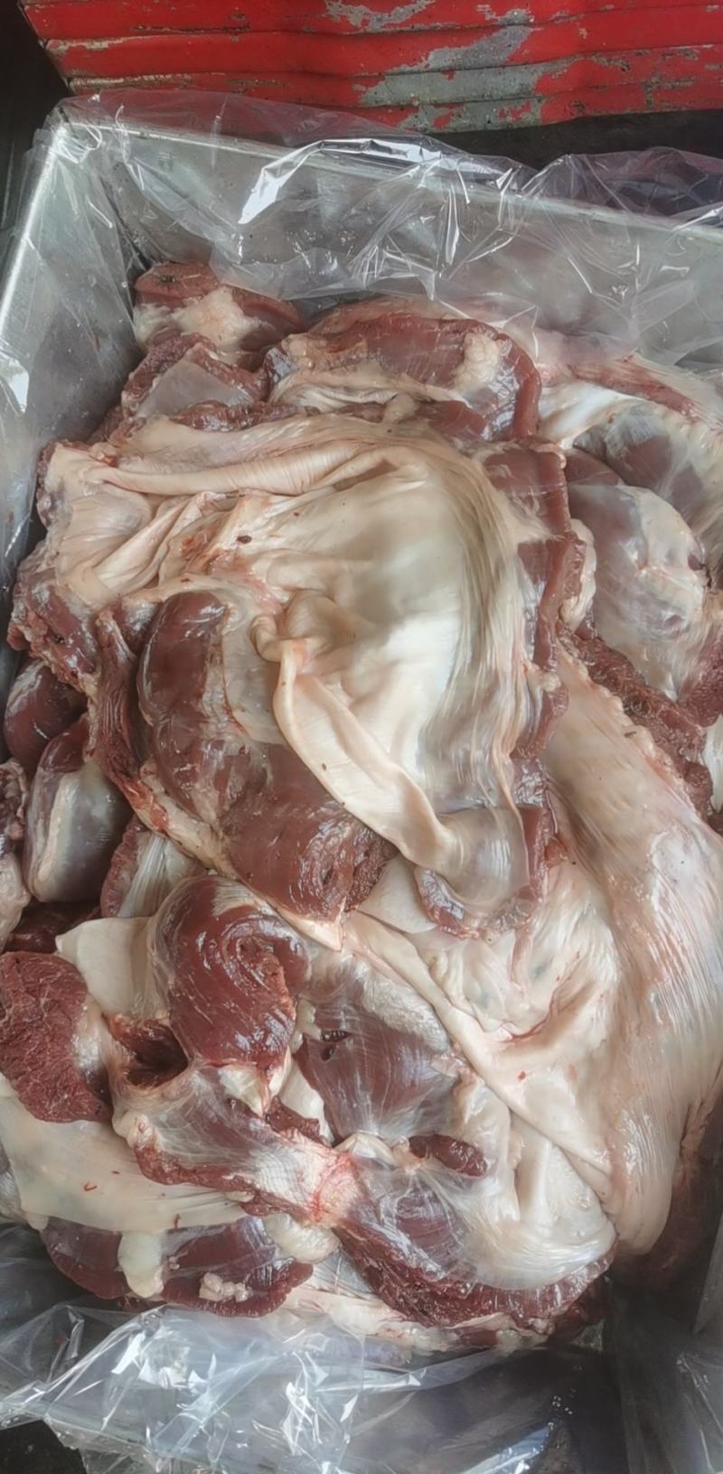 护心肉母猪专业生产厂家可以定做可以长期稳定供应