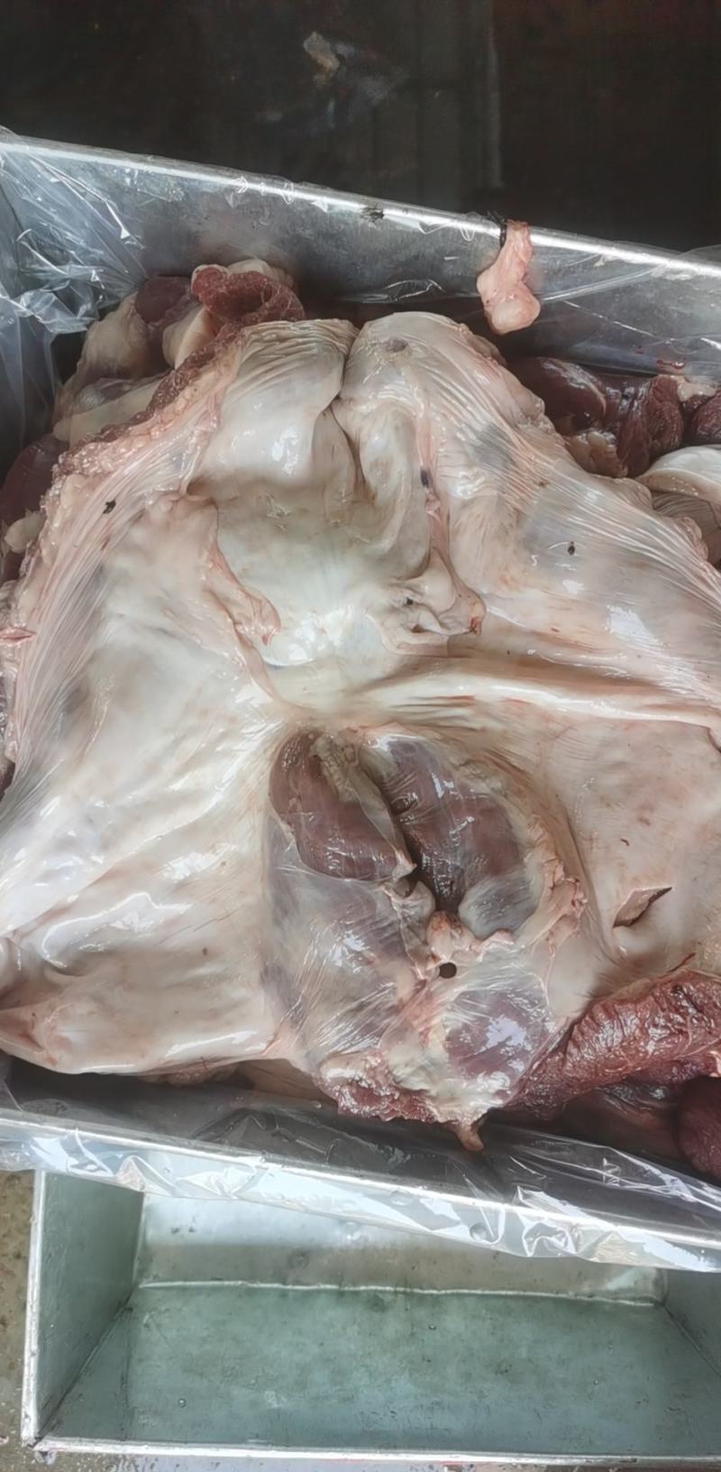 护心肉母猪专业生产厂家可以定做可以长期稳定供应