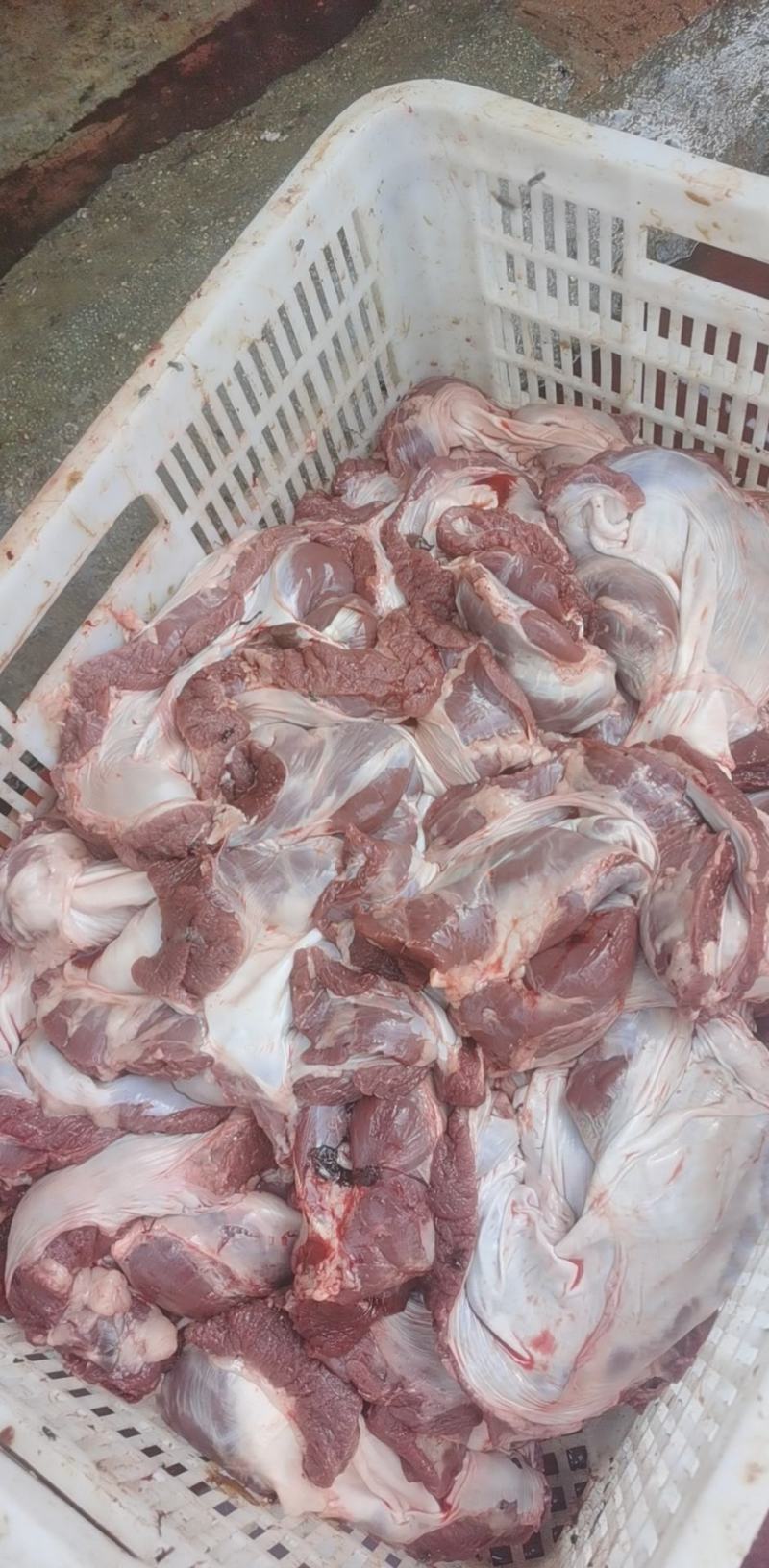 护心肉母猪专业生产厂家可以定做可以长期稳定供应