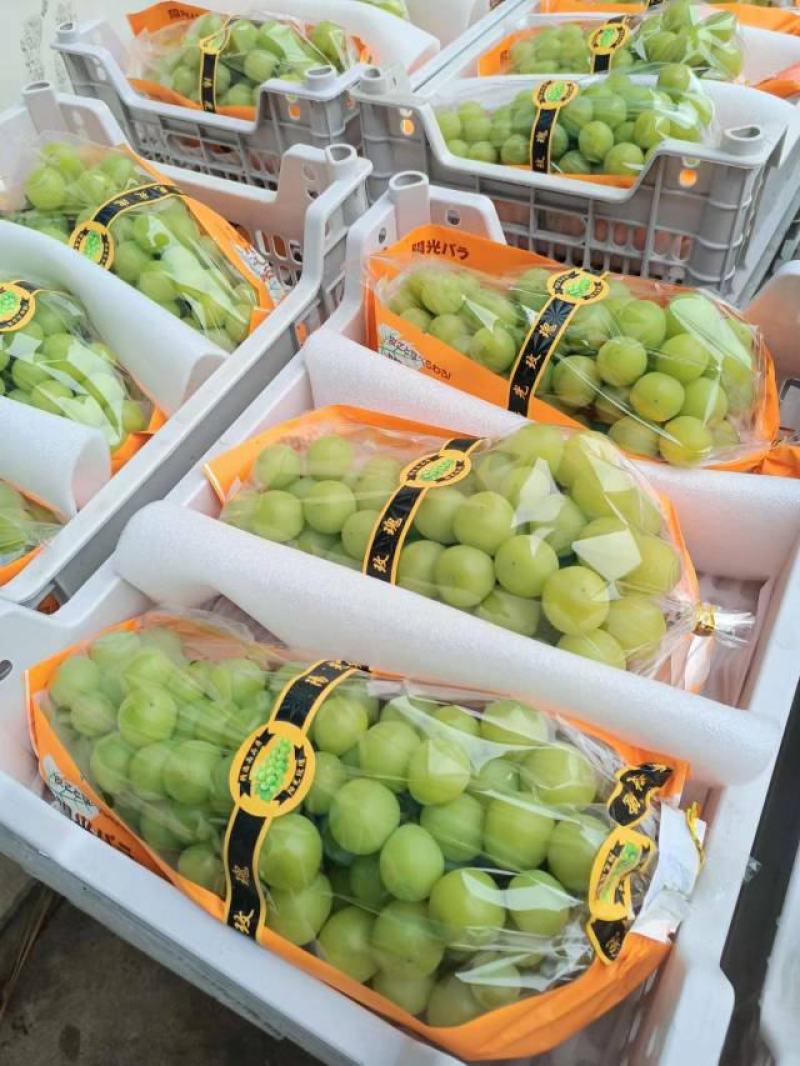 阳光玫瑰大量上市