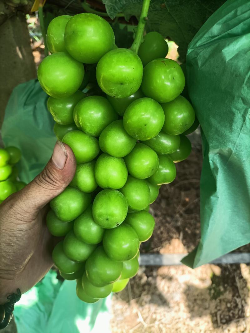 阳光玫瑰大量上市