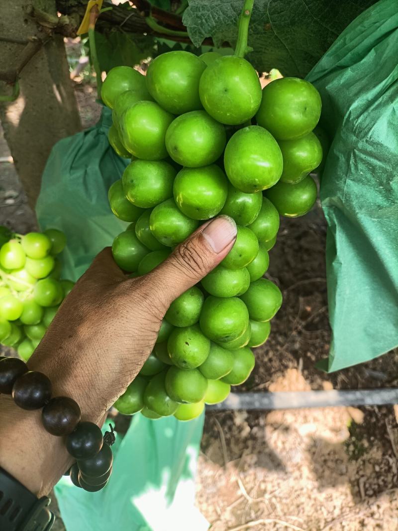 阳光玫瑰大量上市