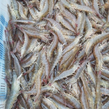 大虾