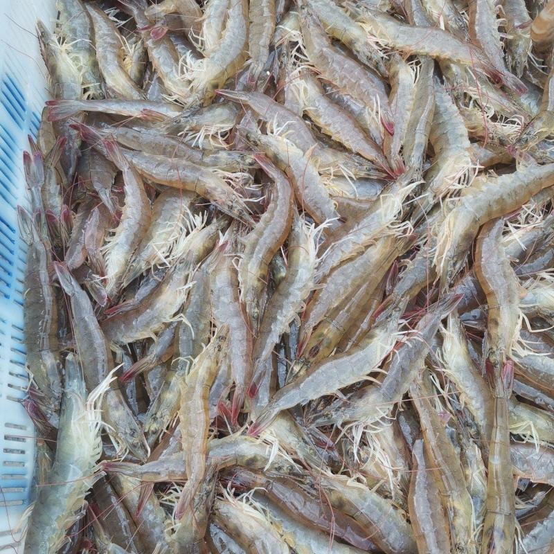 大虾
