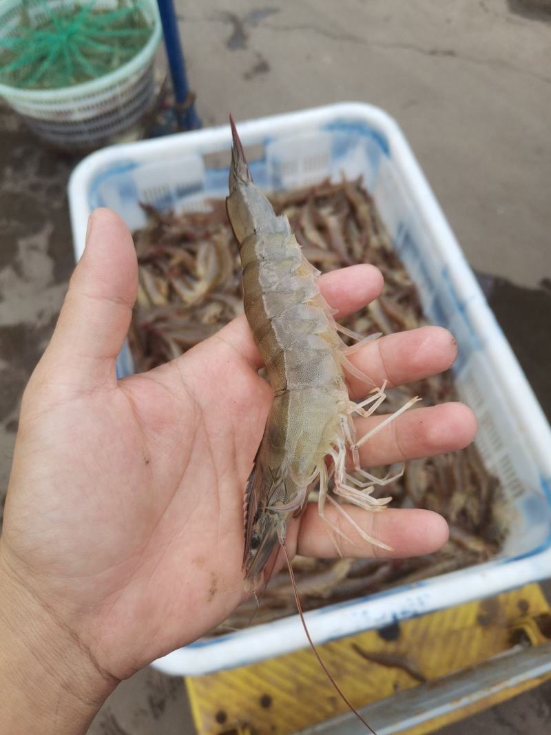 大虾