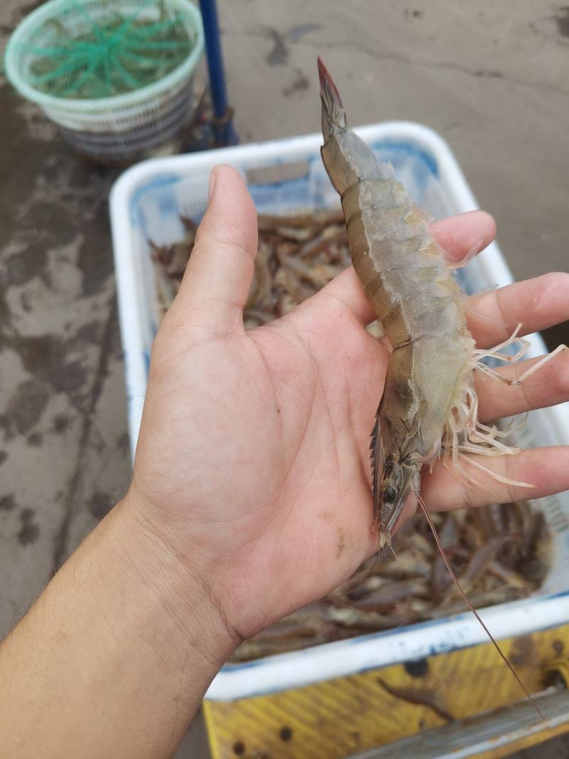 大虾