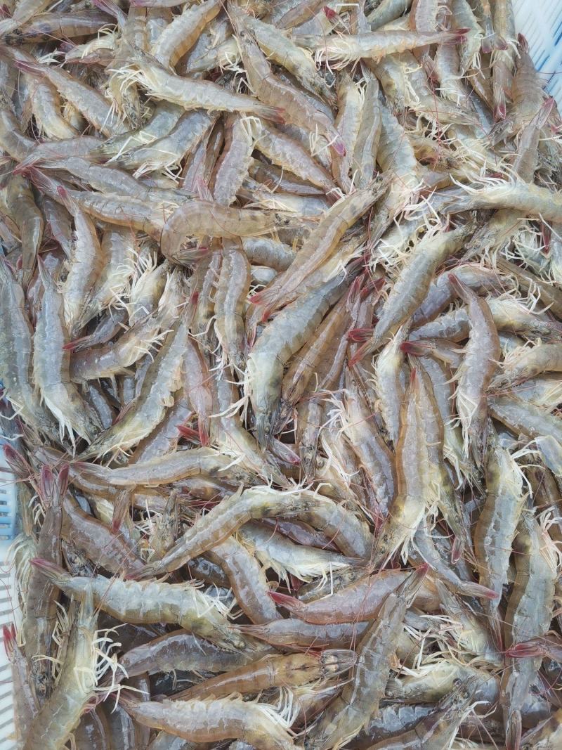 大虾