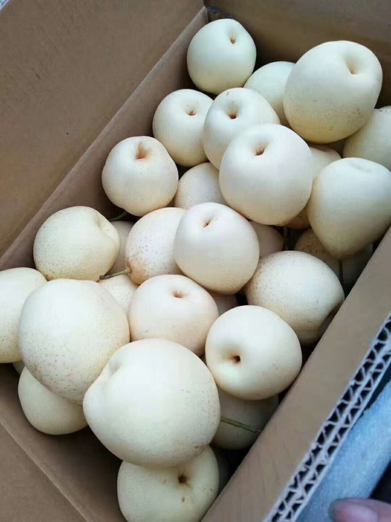 泊头水晶鸭梨，果面干净，果子端正，个大皮薄肉多，汁多