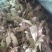甜茶，甜茶叶，有片状，颗粒状，产地直发量大从优
