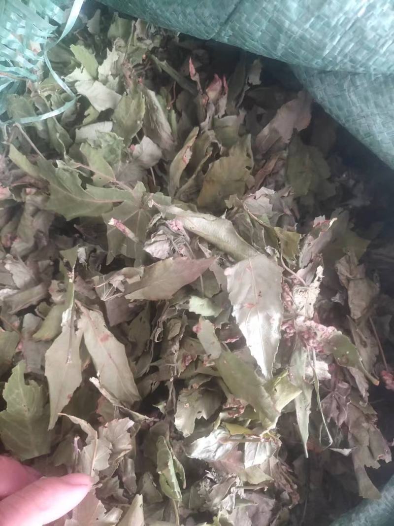 甜茶，甜茶叶，有片状，颗粒状，产地直发量大从优