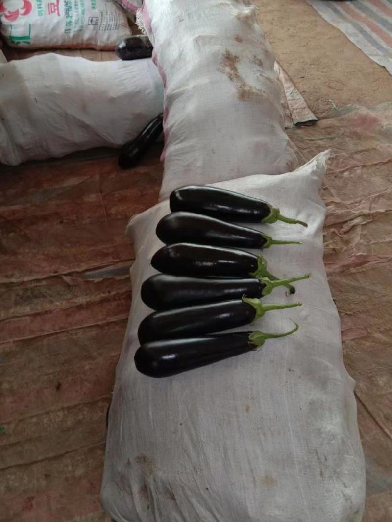 河南省夏邑县大棚黑茄王，农户一手货源大量有货