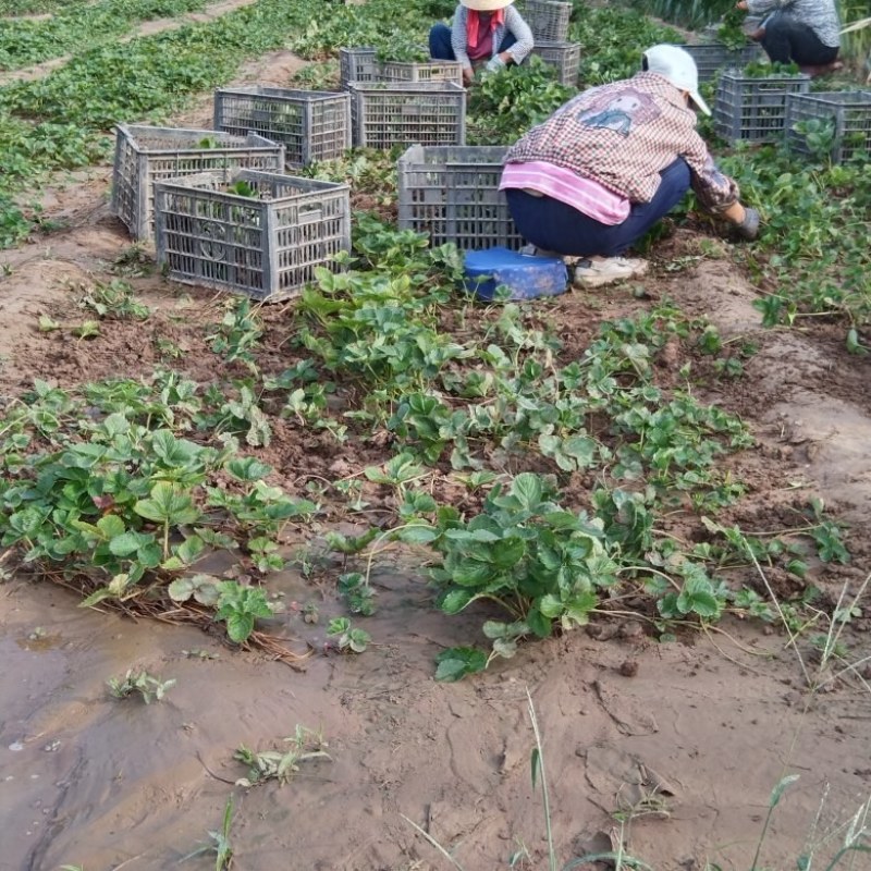 天仙醉草莓苗有裸根苗营养钵苗，基地直发货源充足，量大