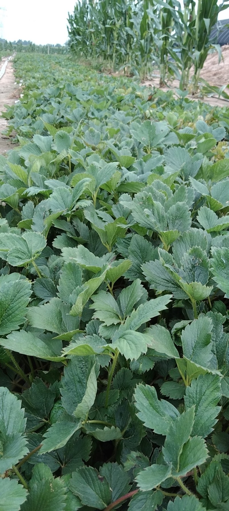 天仙醉草莓苗有裸根苗营养钵苗，基地直发货源充足，量大