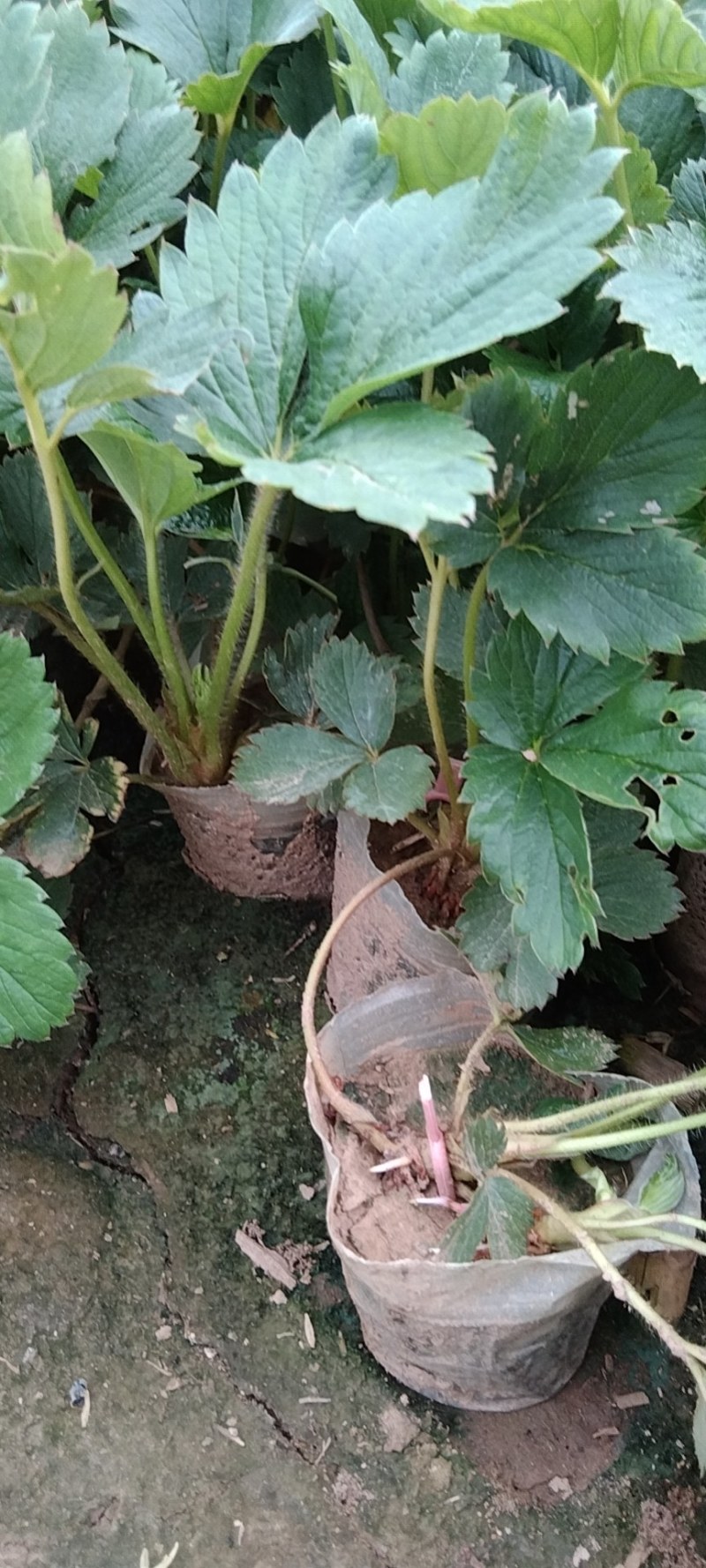 天仙醉草莓苗有裸根苗营养钵苗，基地直发货源充足，量大