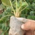 天仙醉草莓苗有裸根苗营养钵苗，基地直发货源充足，量大