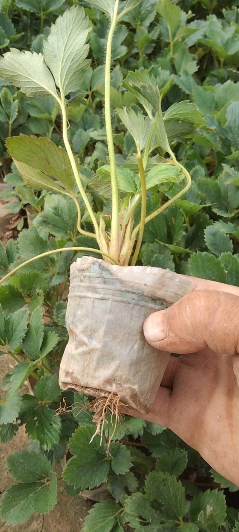 天仙醉草莓苗有裸根苗营养钵苗，基地直发货源充足，量大