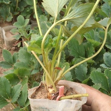 天仙醉草莓苗有裸根苗营养钵苗，基地直发货源充足，量大