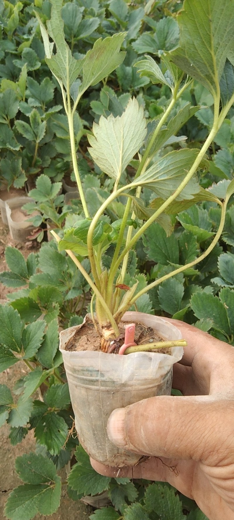 天仙醉草莓苗有裸根苗营养钵苗，基地直发货源充足，量大