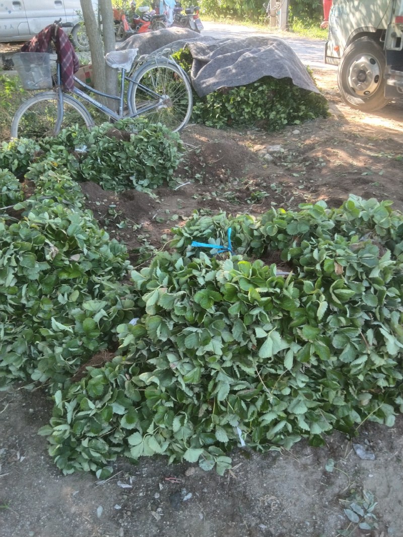 天仙醉草莓苗有裸根苗营养钵苗，基地直发货源充足，量大