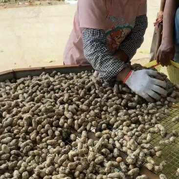 鲜花生大白沙海花峰花光头强大白沙鲜花生带壳鲜花生