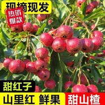 〔推荐〕沂蒙山区山楂，甜红子山楂，基地现摘，商超货可代发