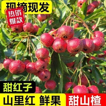 〔推荐〕沂蒙山区山楂，甜红子山楂，基地现摘，商超货可代发