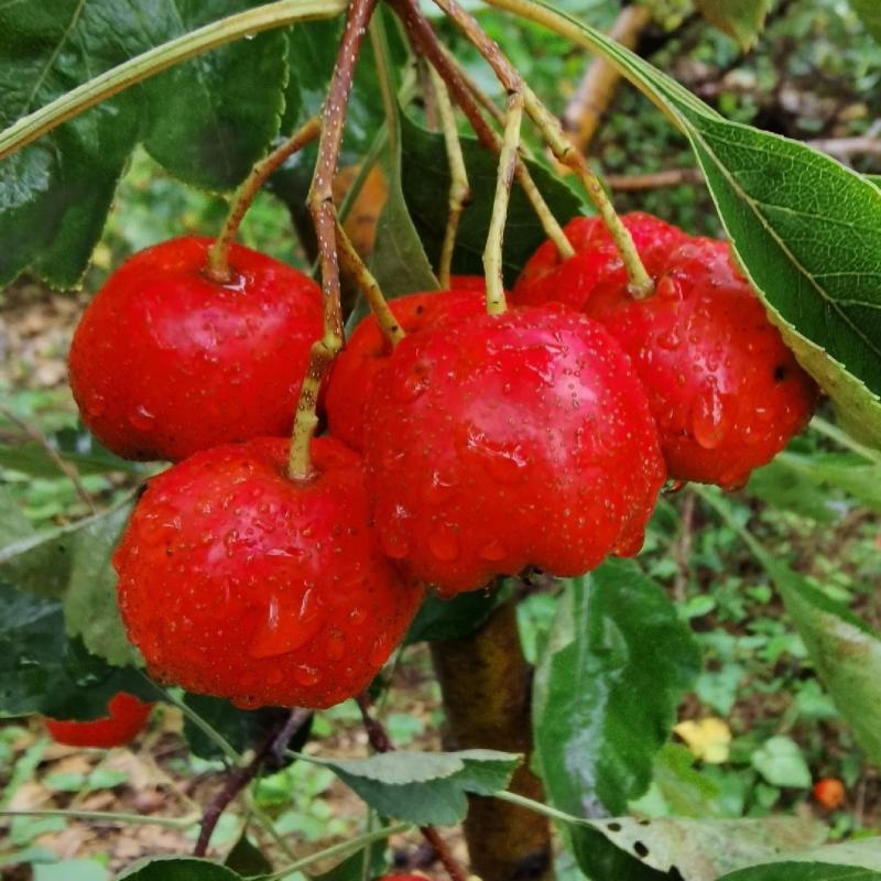 〔推荐〕沂蒙山区山楂，甜红子山楂，基地现摘，商超货可代发