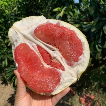 【精品】正宗平和三红柚，质量保证，出口级别，量大从优。