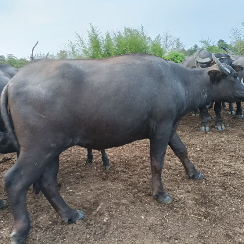 放养水牛自繁自养野生放养水牛
