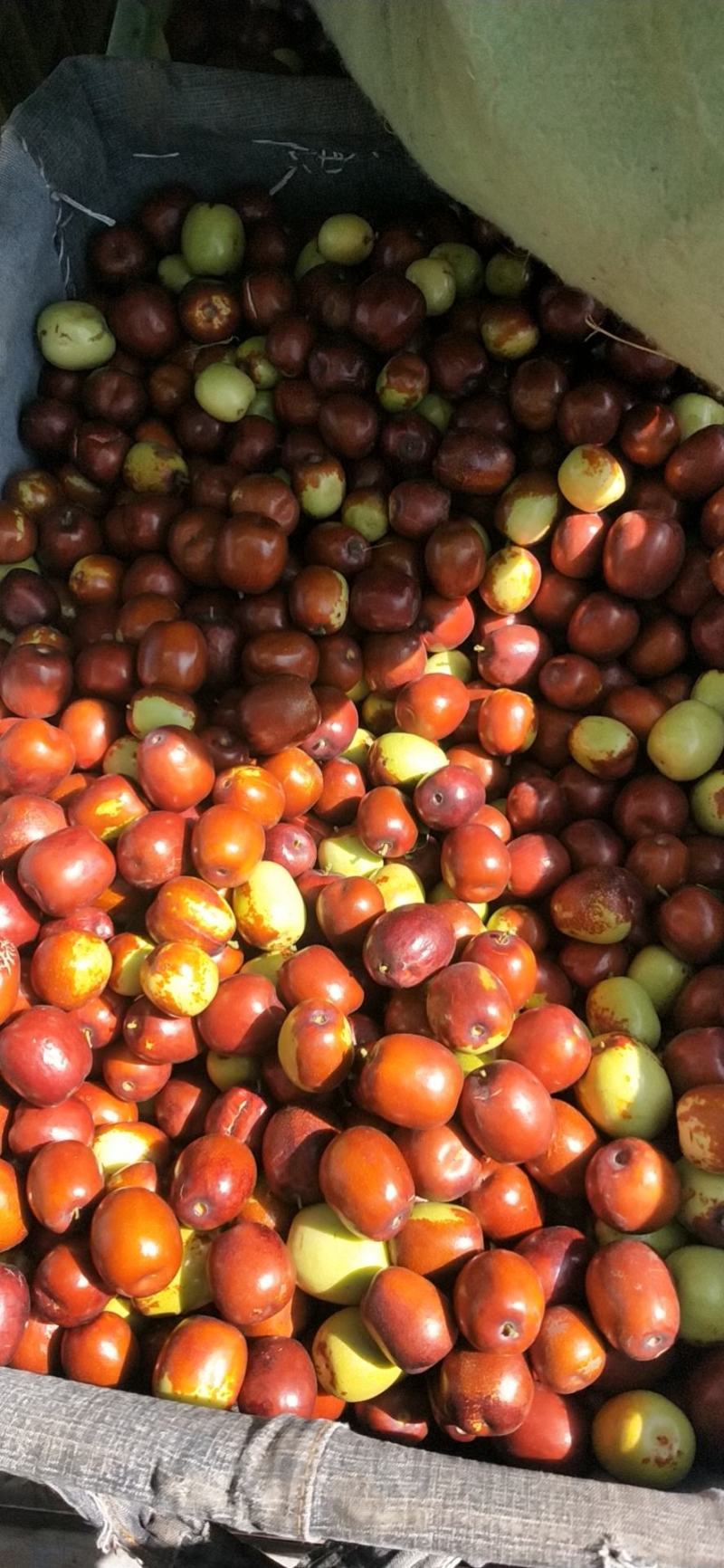 中宁小枣