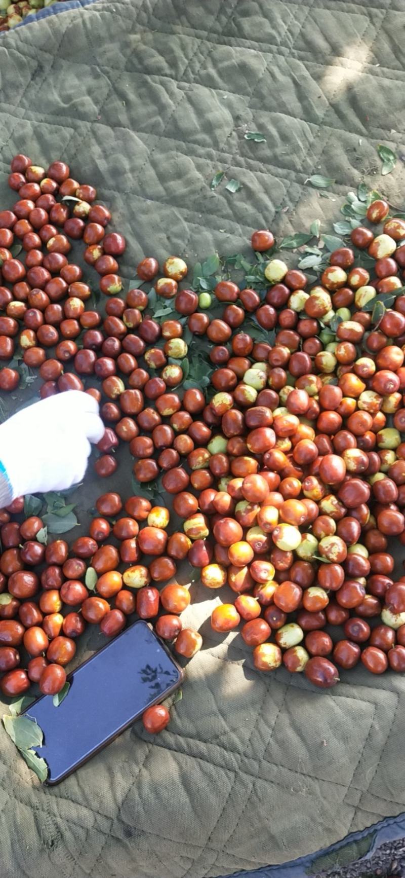 中宁小枣