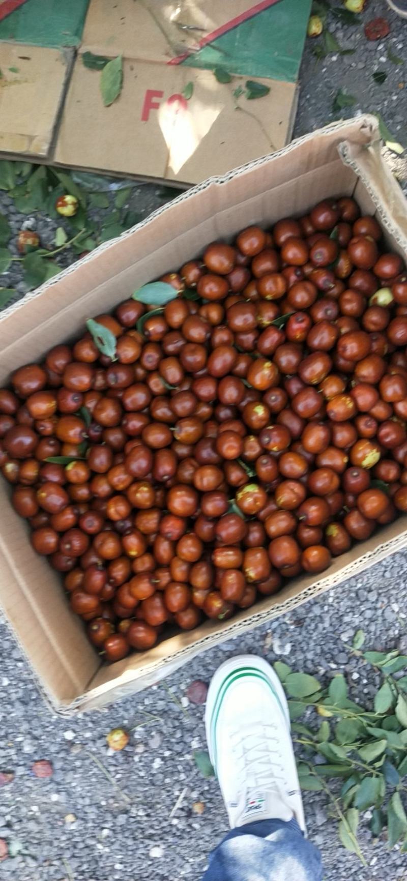 中宁小枣
