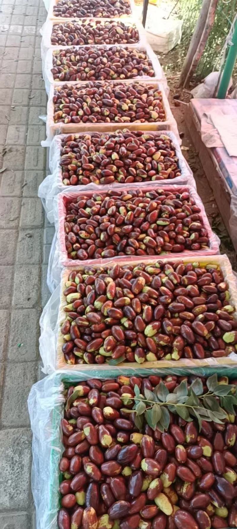 中宁小枣