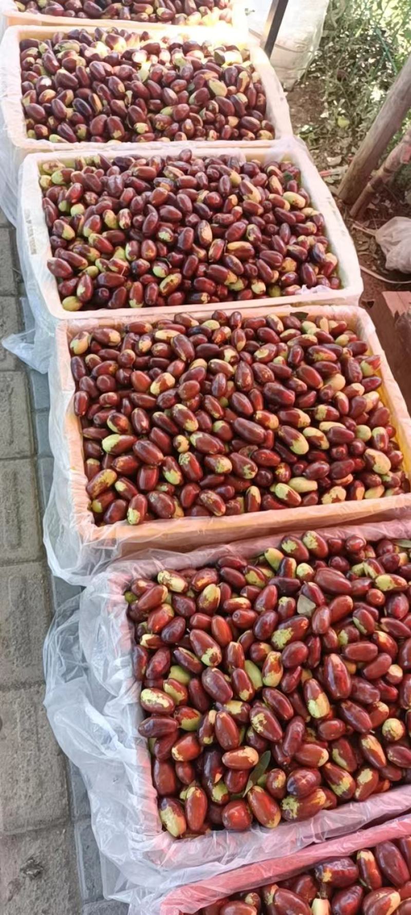 中宁小枣