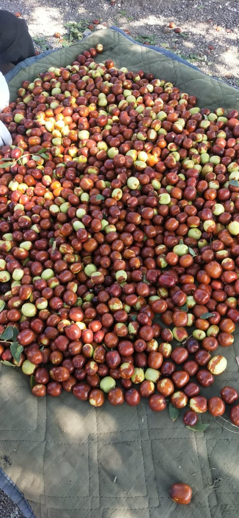 中宁小枣